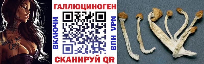 mega зеркало  магазин  наркотиков  Новочебоксарск  Псилоцибиновые грибы Psilocybe 