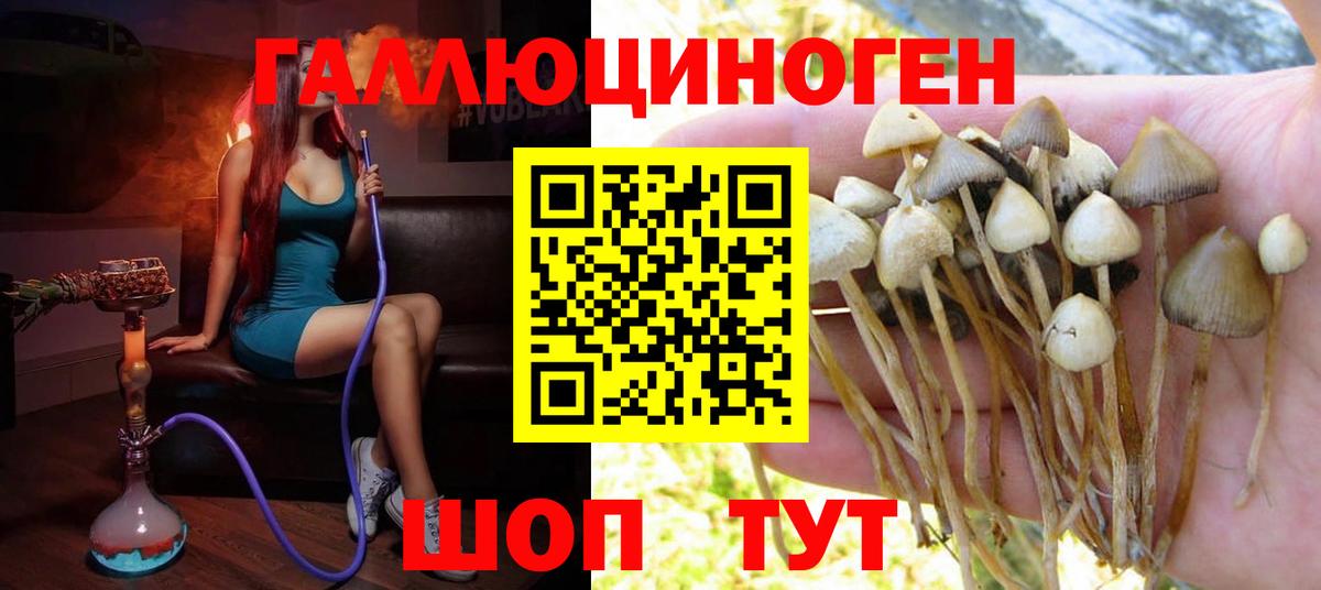 Псилоцибиновые грибы Psilocybine cubensis Новочебоксарск